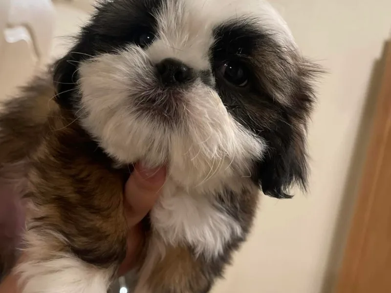 Irma's Shih Tzus