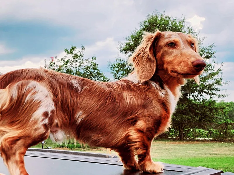 Iron Butterfly Kennels