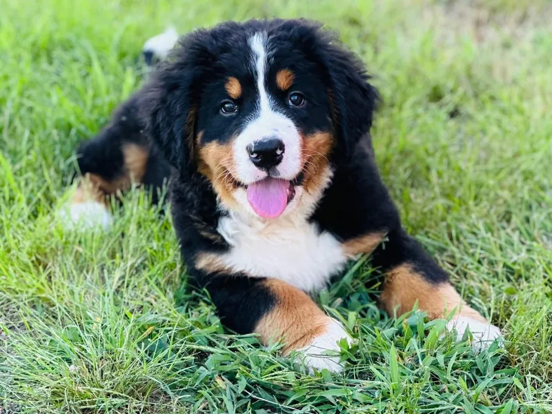 Iron Heart Berners