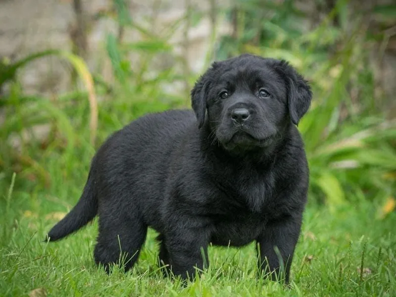 Iron Hill Retrievers