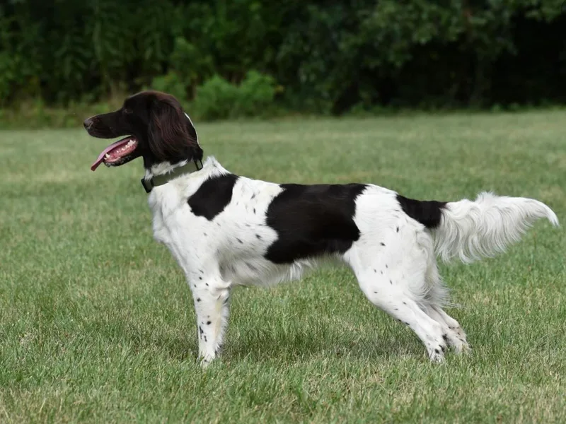 Iron Oak Kennels (v.d. Eiseneiche)