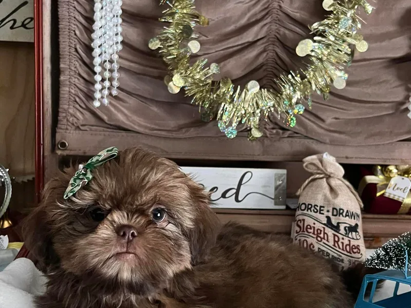 Iron Range Shih Tzu and Puppies