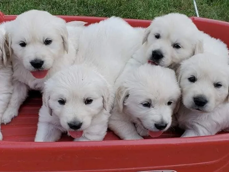 Iron Rose Retrievers