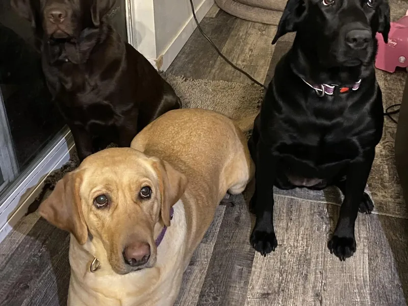 Iron Sights Retrievers