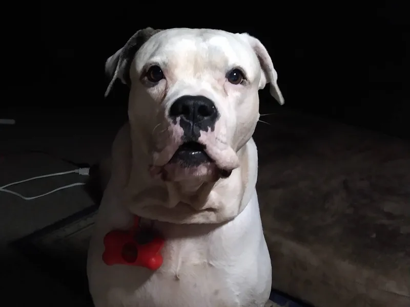 Iron Will American Bulldogs