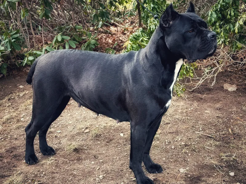 Iron Will Cane Corso