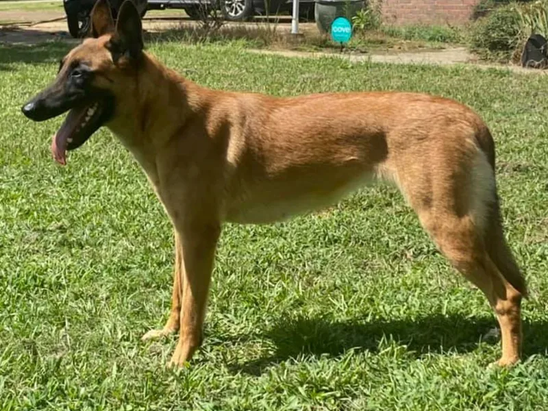 Iron Wolf Malinois