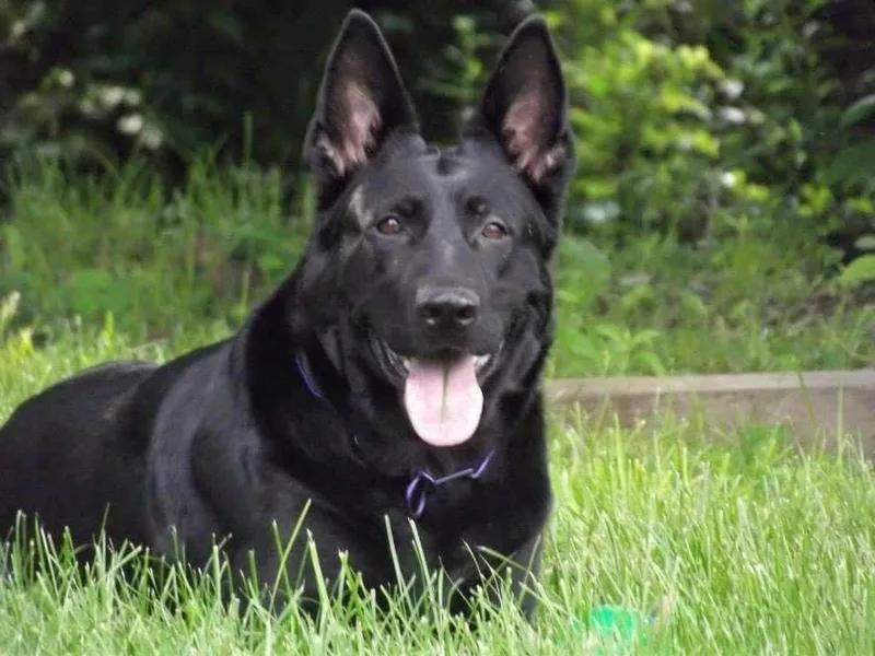 Ironbound German Shepherds