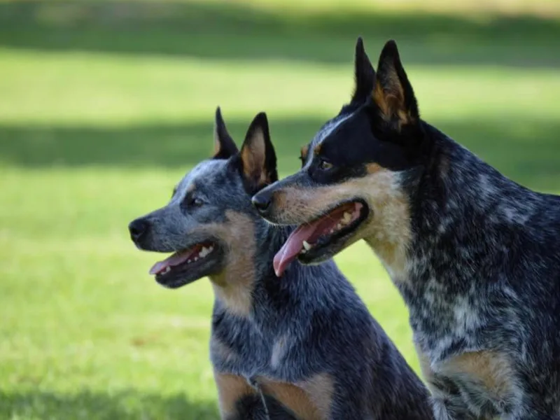 Ironclad Australian Cattle Dogs