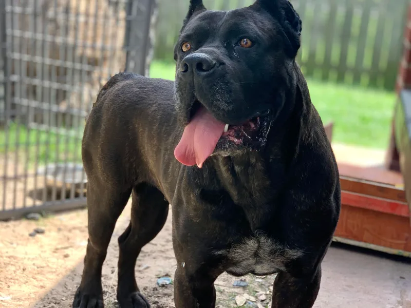 Ironclad Cane Corso
