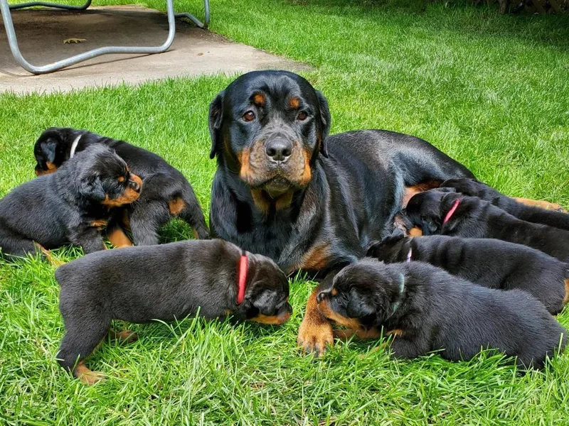 Ironclad Rottweiler