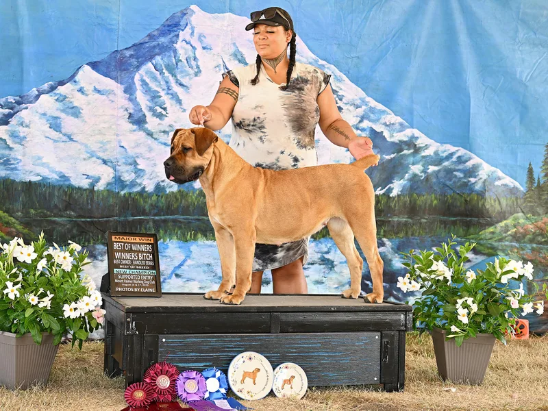 Ironhide Cane Corso Italiano Kennels