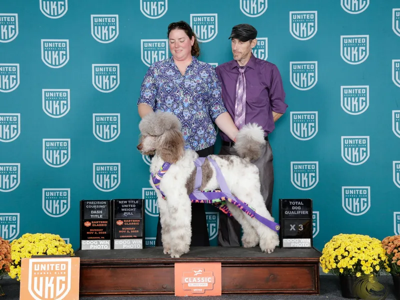 Ironmine Standard Poodles