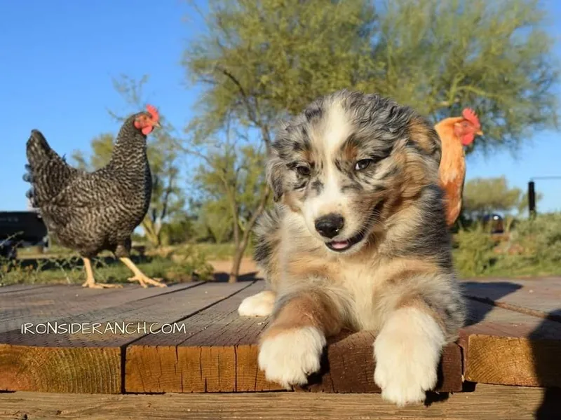 Ironside Ranch Australian Shepherds