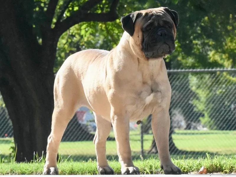 Ironward Bullmastiffs photo 1