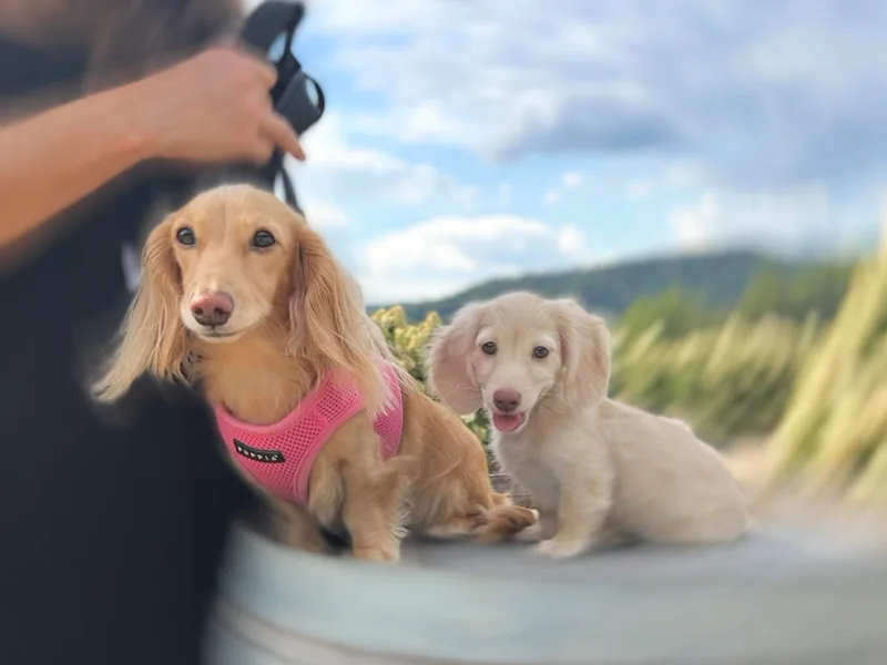 Irresistible Dachshunds &amp; Cavaliers