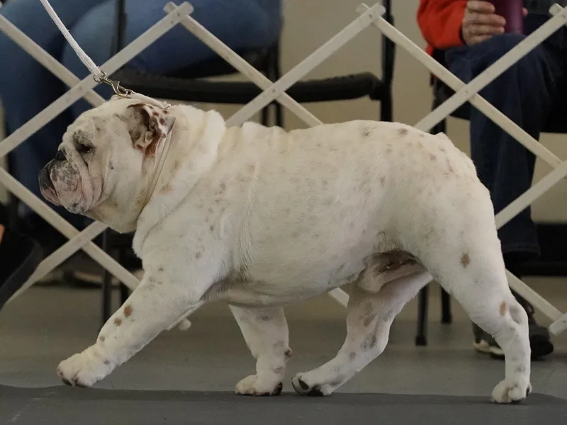 Irresistibull Bulldogs