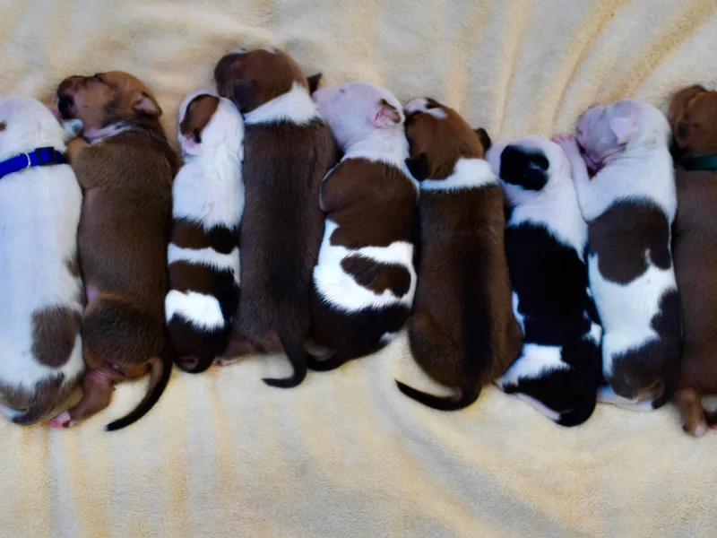 Irresistibull Staffords