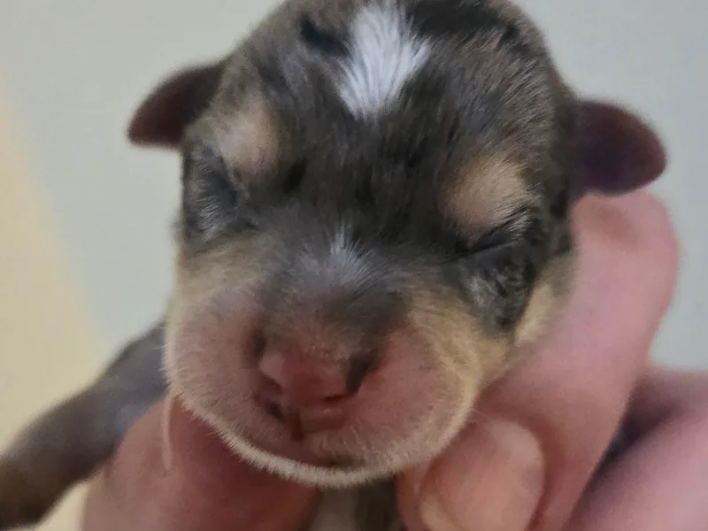 Isabelle's Puppy Patch