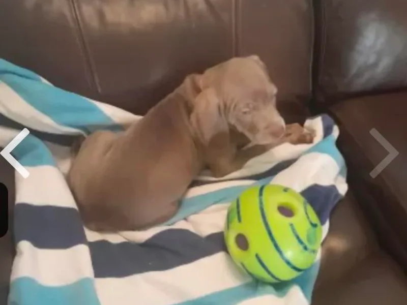 Isaih McDuffie's Weimaraners