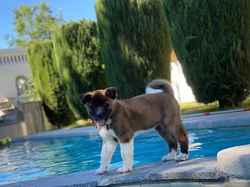 Ishikawa Akita's