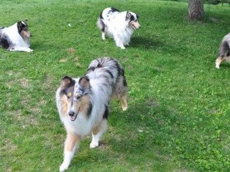 Isinglass Collies