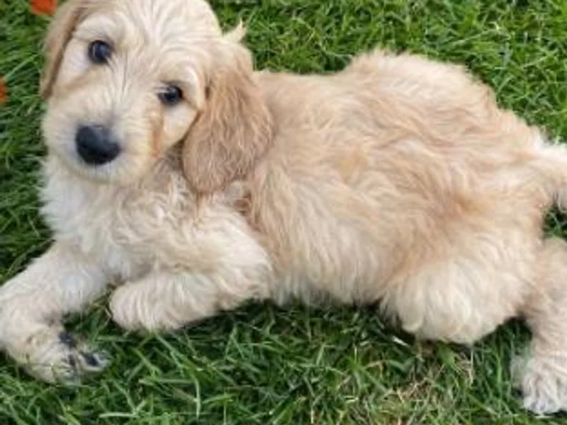 Island 7 Goldendoodles