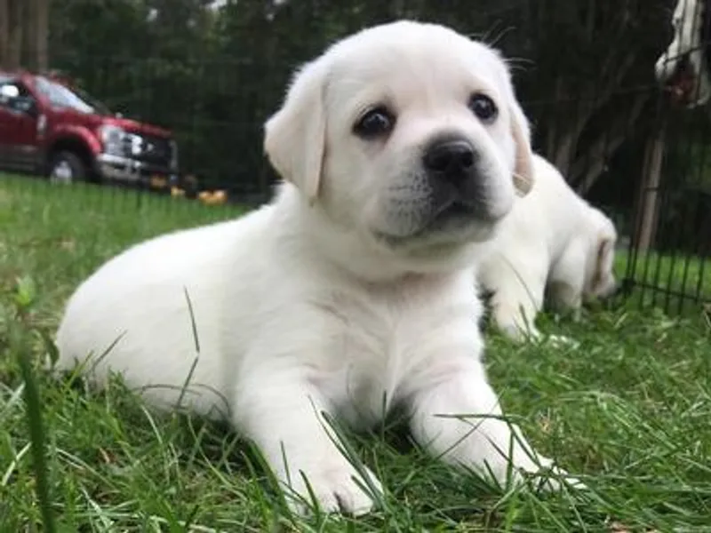 Island branch white labs