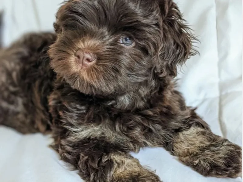 Island Havanese