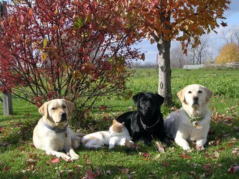 Island Labradors - Morgan Hill Farm LLC