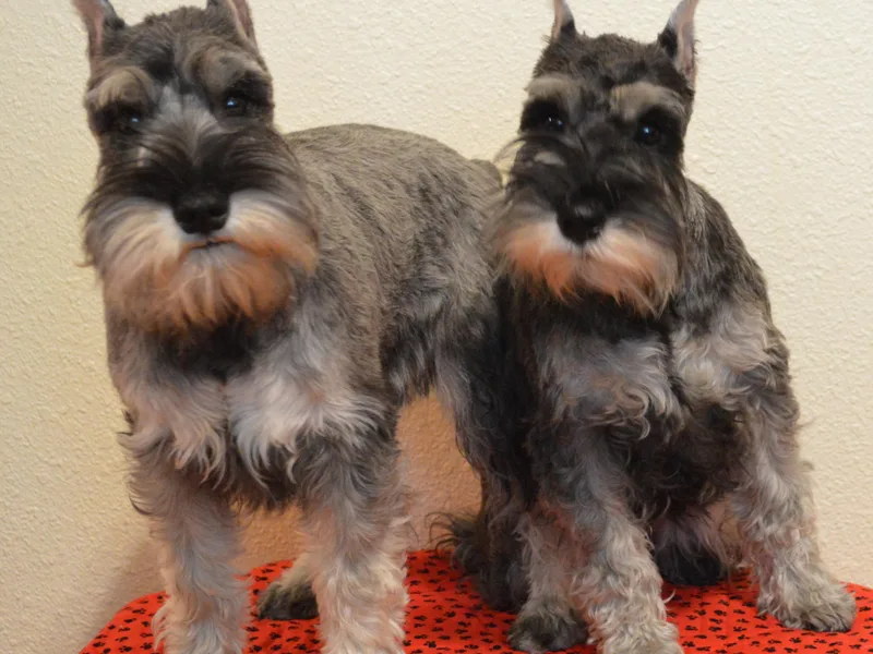 Island Magic Miniature Schnauzers