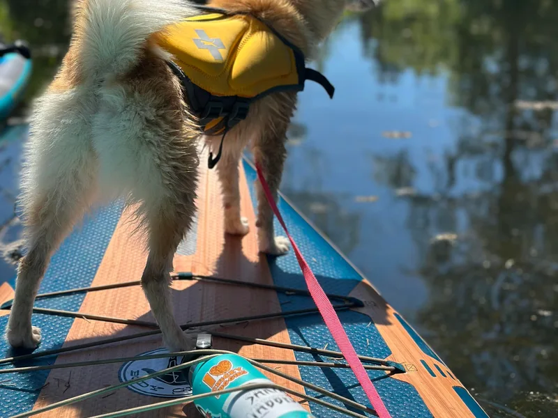 Island Pomskies