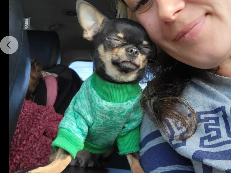 Island Vibez Chihuahuas