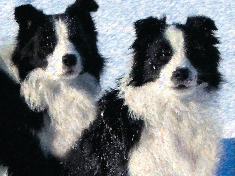 Isle Breez Border Collies