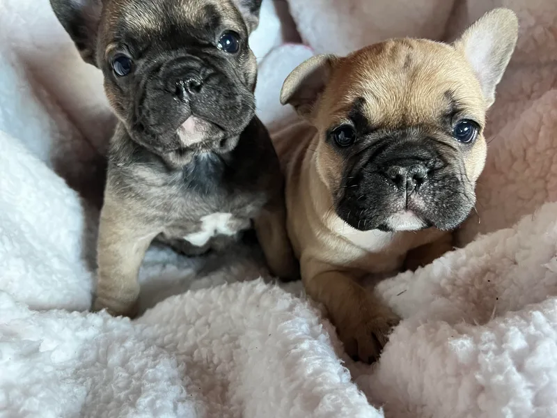 It’s a Frenchie Thing