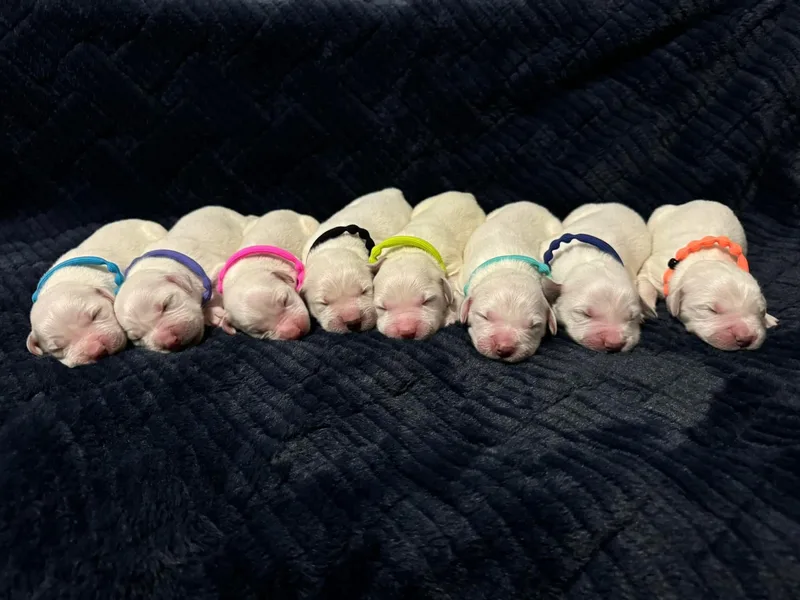 It’s A Golden Life