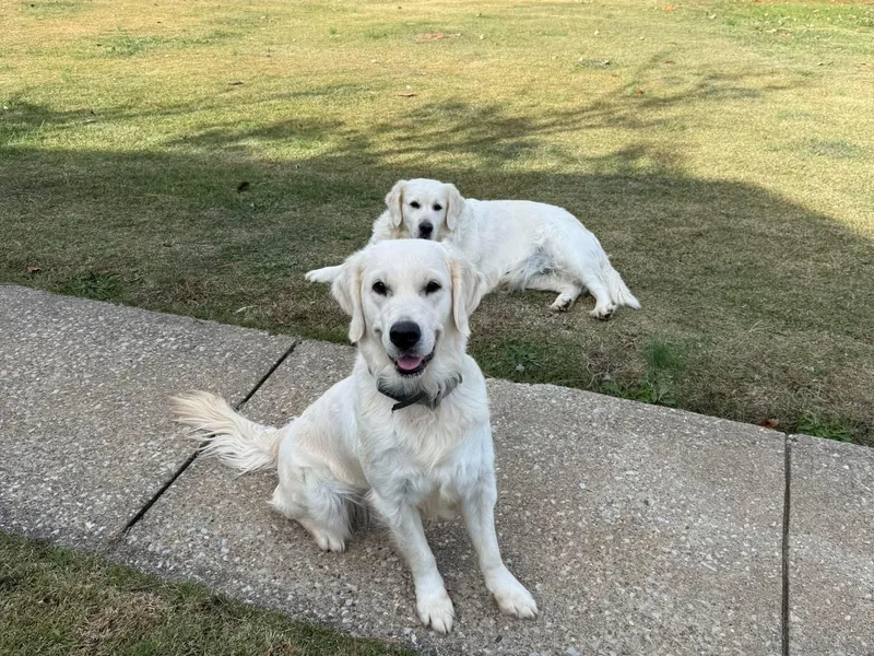 It’s A Golden Life