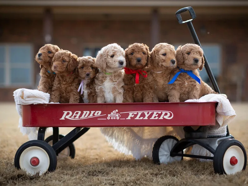 It's a Goldendoodle Thing