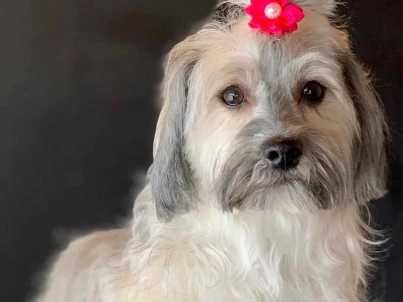 It’s A Havanese World photo 1