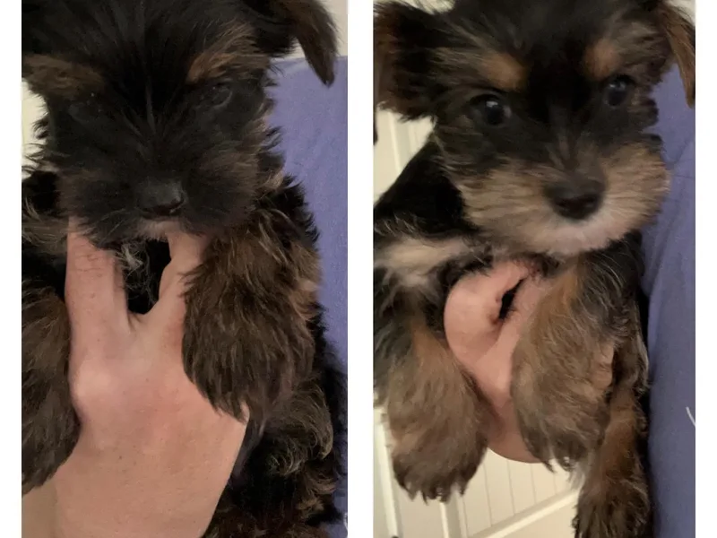 It’s a Parti Yorkies