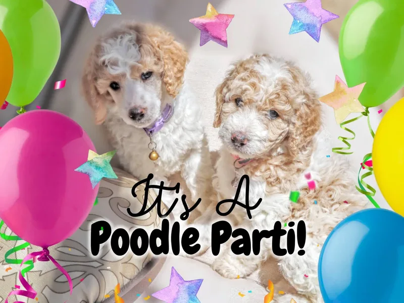 It's A Poodle Parti!