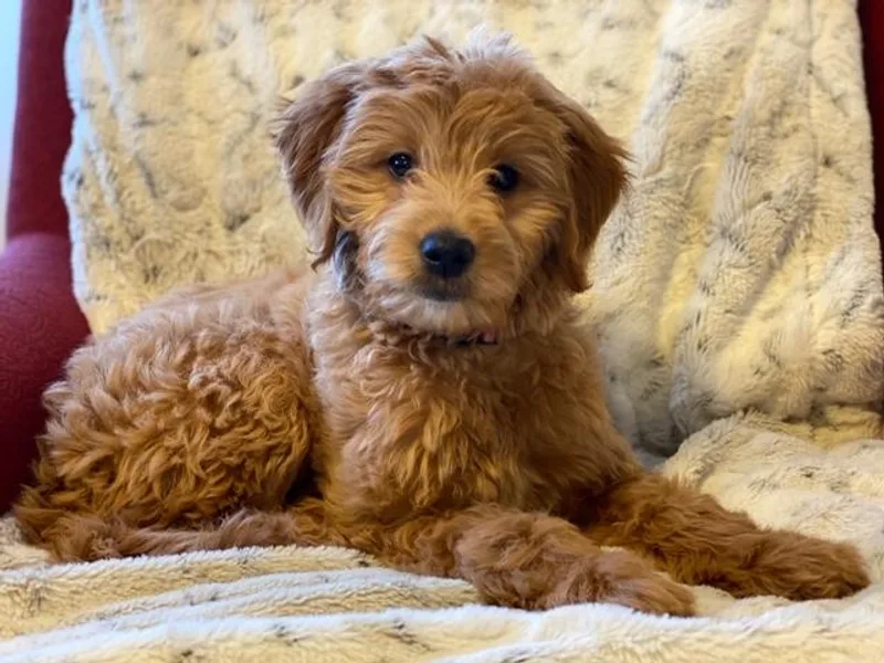 It’s A Puppy Thing