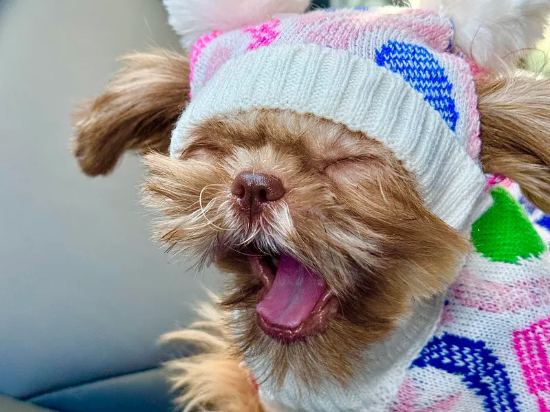 It’s a Shih Tzu world