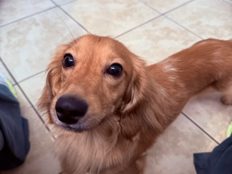 It’s just a wiener dachshund