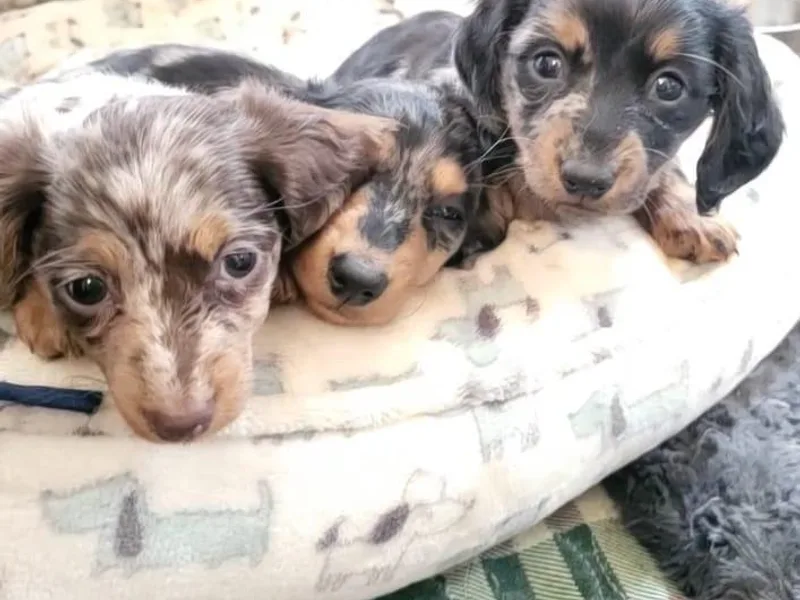 It's Mini Wieners Baby