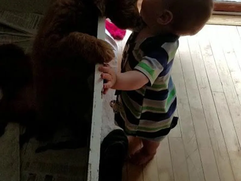 It's Reigning Red Goldendoodles