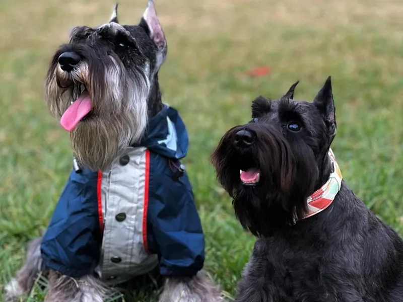 It's Schnauzer Never photo 1