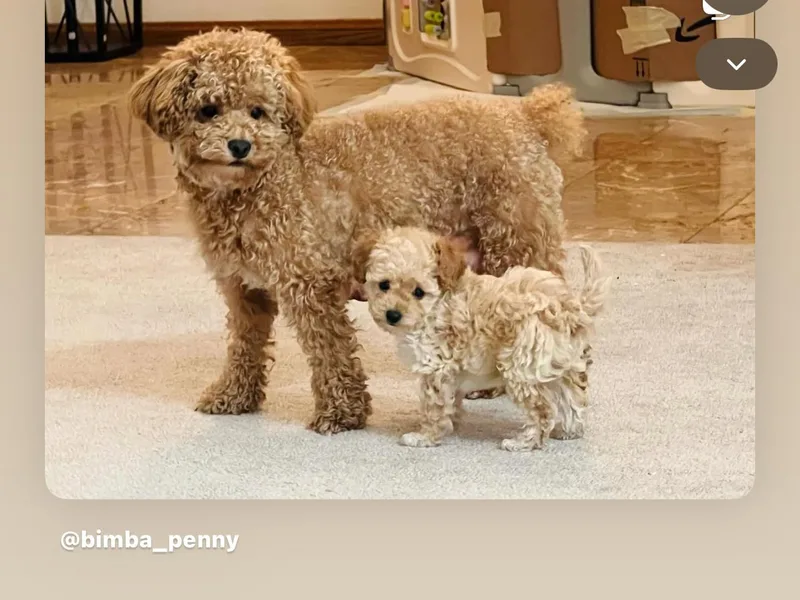 ItalianToyPoodles