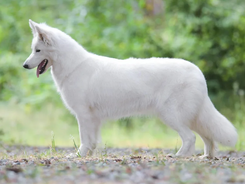 Itrek White Swiss Shepherds