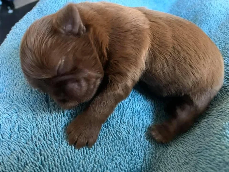 Itsy Bitsy Puppies photo 1